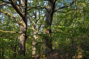 FSC Certificate: What It Means When Choosing Oak Flooring, Doors and Stairs