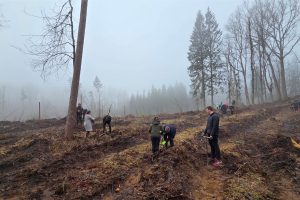 An annual tree planting tradition as a sustainability initiative