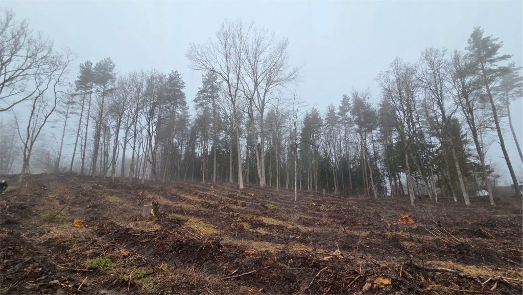 An annual tree planting tradition as a sustainability initiative